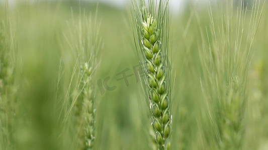 逐渐长大的绿芽摄影照片_小麦从绿色逐渐变黄 麦穗