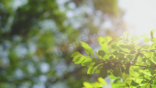 小标题素材摄影照片_夏天唯美小清新阳光下的植物树叶光影素材