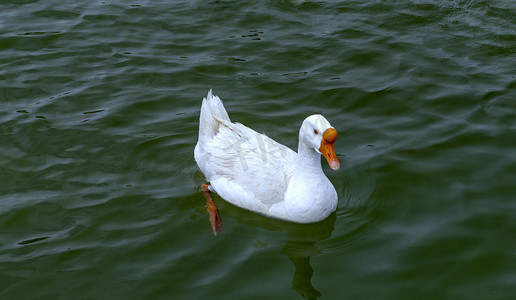 湖水鹅下午鹅春季素材摄影图配图