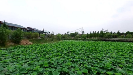 大暑大气摄影照片_航拍荷花塘 荷叶