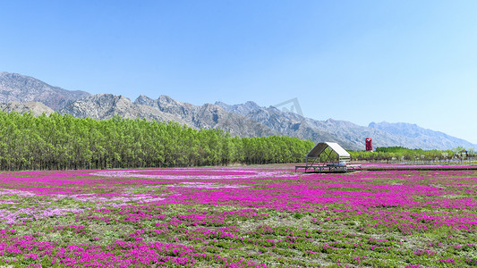 七彩大地景观上午花卉夏季素材摄影图配图