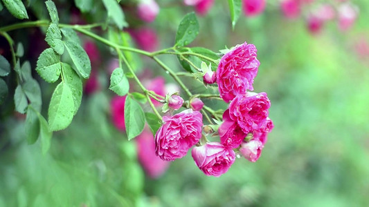 雨后的蔷薇花 花