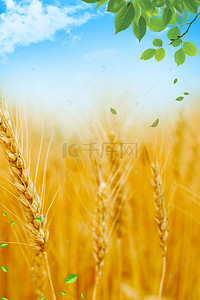 芒种小麦背景图片_清新唯美芒种小麦背景