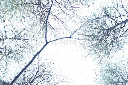 树枝质感背景图片_树枝质感天空肌理背景