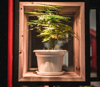 室内盆栽绿植背景图片_精美室内灯光照射植物盆栽