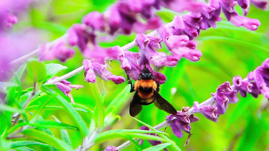 特写拍摄采花的大黄蜂  紫花