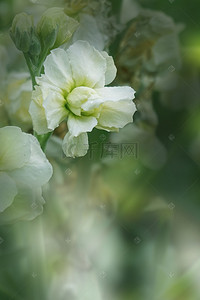 绿色清新植物叶子背景图片_绿色清新植物春季海报