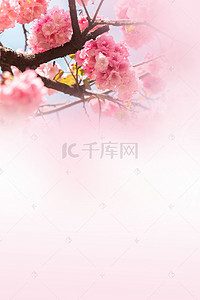 小清新简约淡雅粉红色桃花H5背景素材