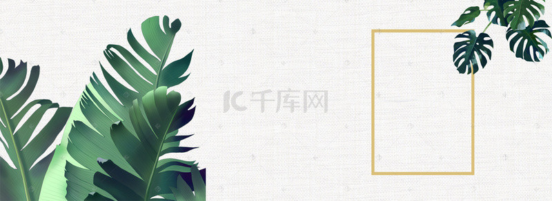 龟背叶背景图片_北欧简约ins风绿植背景banner