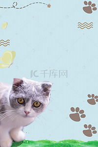 美容简约海报背景图片_宠物店宠物用品简约海报背景