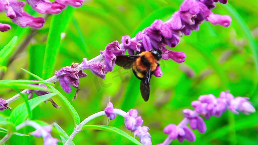特写拍摄采花的大黄蜂 花 蜜蜂
