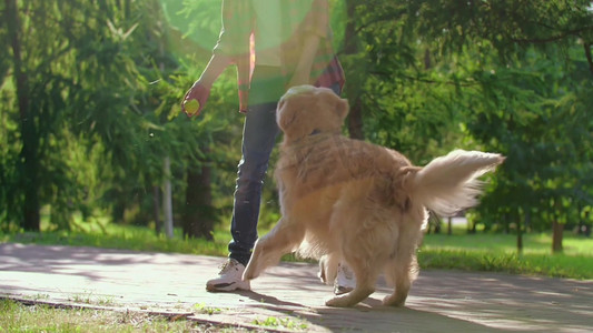 训练宠物金毛犬高清实拍遛狗