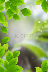 清新绿意背景图片_大暑传统节气清新树叶