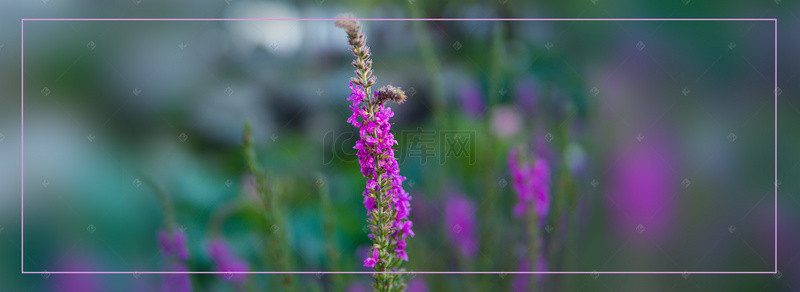 夏季促销鲜花背景图片_夏季简约绿色海报背景banner