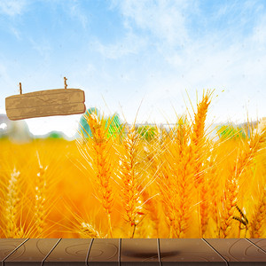 秋季风采稻谷背景图片