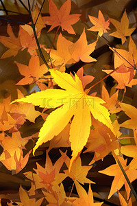 枫叶海报背景背景图片_手绘秋季枫叶海报背景