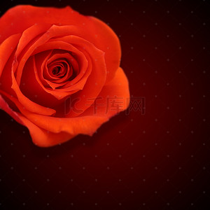 玫瑰psd背景图片_红色玫瑰浪漫化妆品PSD分层主图背景