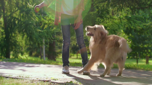 训练宠物金毛犬高清实拍