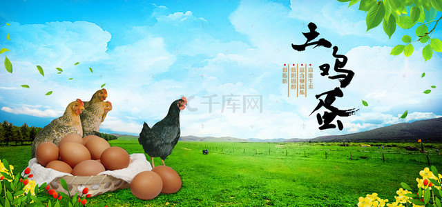 背景鸡背景图片_农产品土鸡蛋家禽纯天然背景