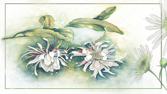 新鲜白菊花背景图片_水彩菊花背景海报