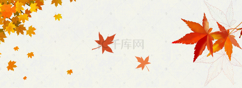 秋天植物花朵落叶浅色banner