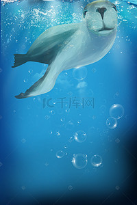 卡通海洋动物背景图片_2018国际海豹日创意海报