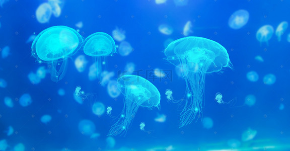 生物蓝色背景背景图片_唯美风海底生物高清水母海报