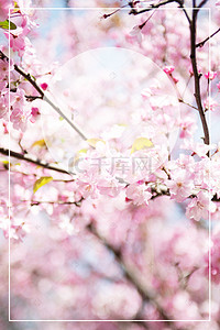 海报日本樱花背景图片_粉色浪漫樱花节海报