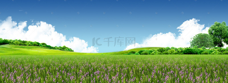 草地紫色野花蓝天白云背景