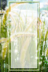 春季h5素材背景图片_阳光下的狗尾巴草H5背景素材