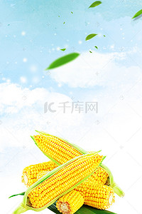 黄色玉米背景素材