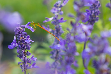 花朵夏天蜻蜓池塘生机摄影图配图