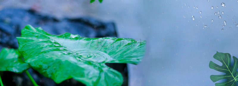 清新绿植物背景图片_大暑小暑清新绿植海报背景