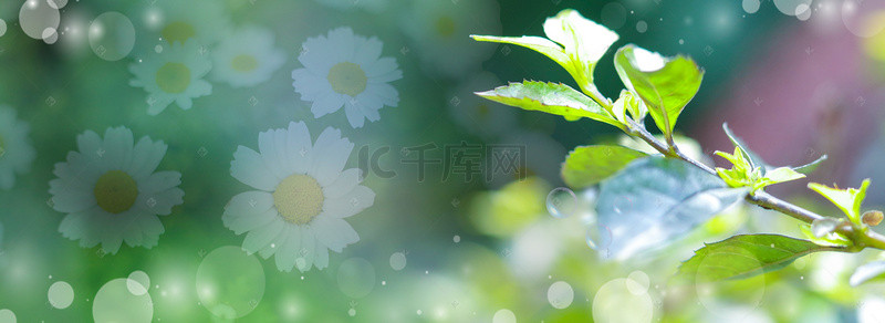 绿草白花背景图片_夏日阳光里的植物