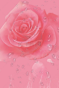 玫瑰花素材背景背景图片_粉色玫瑰花香水PS源文件H5背景素材