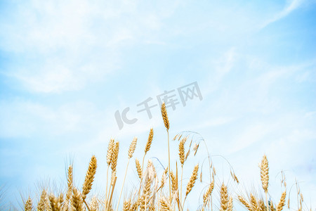 小麦麦穗摄影照片_植物白天小麦蓝天下生长摄影图配图