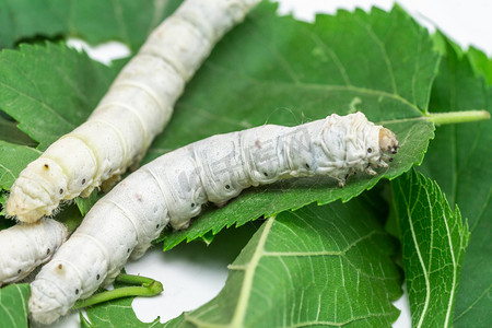 丛林之中的动物摄影照片_动物早上蚕和桑叶室内摄影图摄影图配图