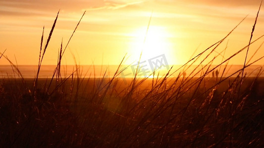 傍晚夕阳植物户外风景高清