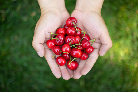 樱桃早上手捧樱桃户外食品摄影图配图