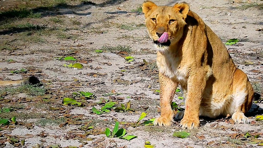 地产狮子摄影照片_母狮子动物高清实拍伸舌头