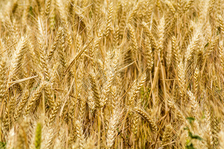 小麦麦穗摄影照片_植物白天麦穗麦田生长摄影图配图