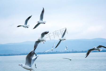 风景摄影照片_风景上午海鸥海边玩耍摄影图配图