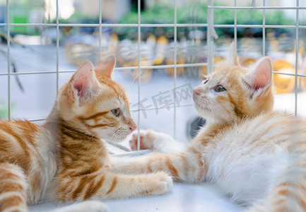 小猫猫咪动物宠物橘猫摄影图配图