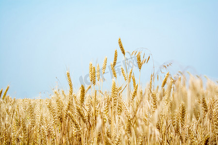 植物白天小麦麦田生长摄影图配图