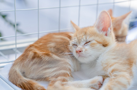 橘猫猫咪可爱小猫宠物摄影图配图