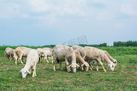 风景白天羊群草地玩耍摄影图配图