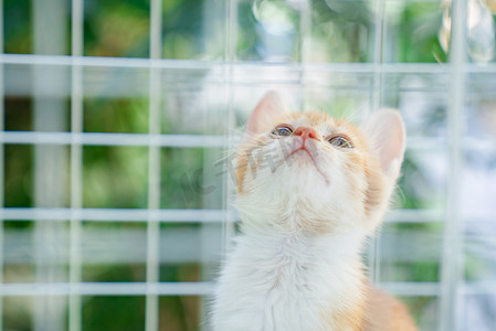 抬头看大人摄影照片_小猫可爱猫咪抬头宠物摄影图配图