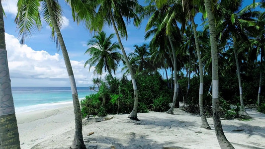 夏天椰子树摄影照片_旅游景点海南海边椰子树