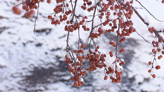 雪后的海棠果