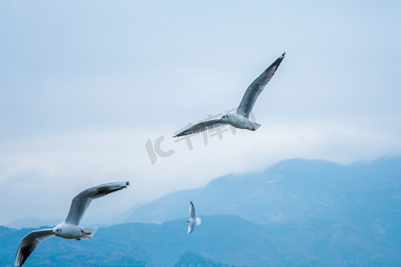水鸟摄影照片_动物白天海鸥蓝天飞翔摄影图配图